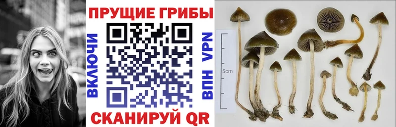 Купить где Белёв Галлюциногенные грибы мицелий